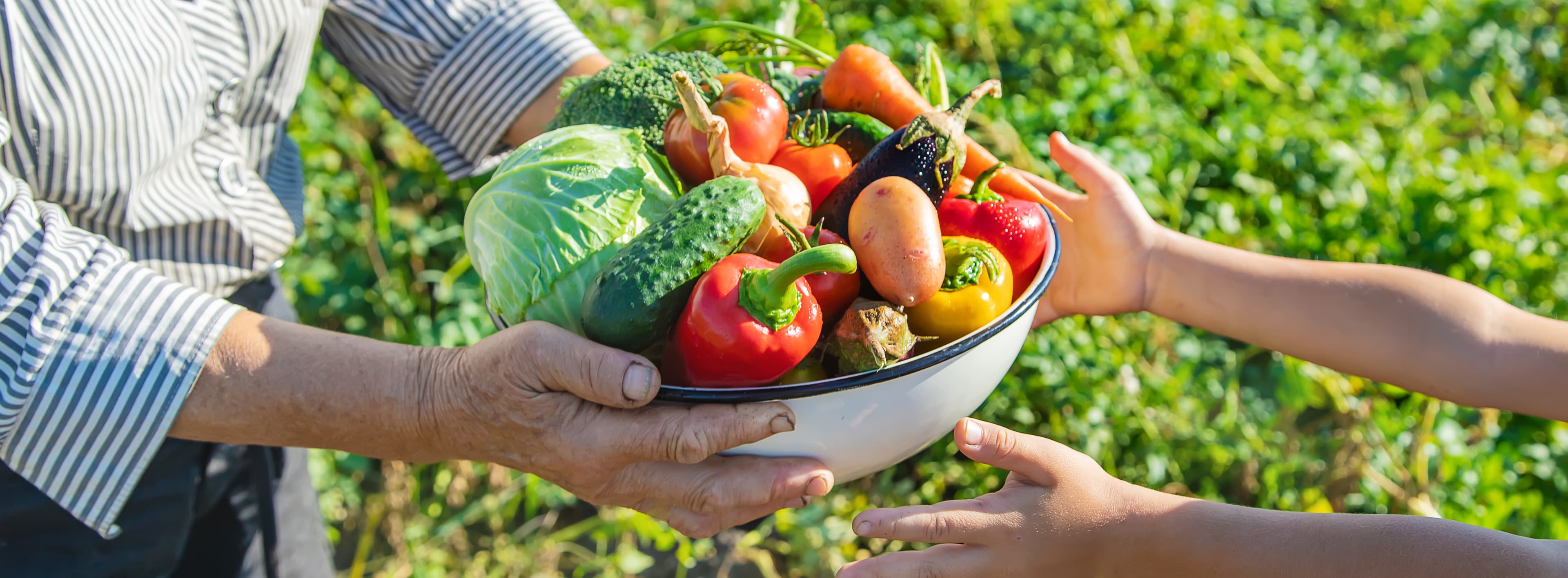 Légumes frais et de qualité — soutien alimentaire ALTO